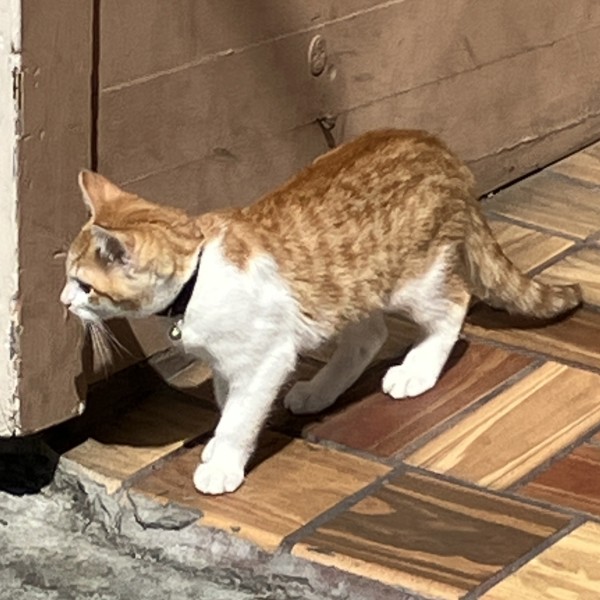 IMG_7713.jpeg