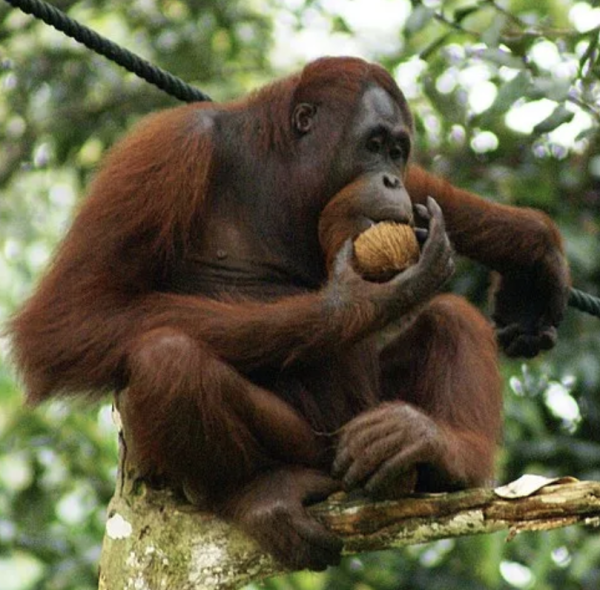 orangutan supremacy