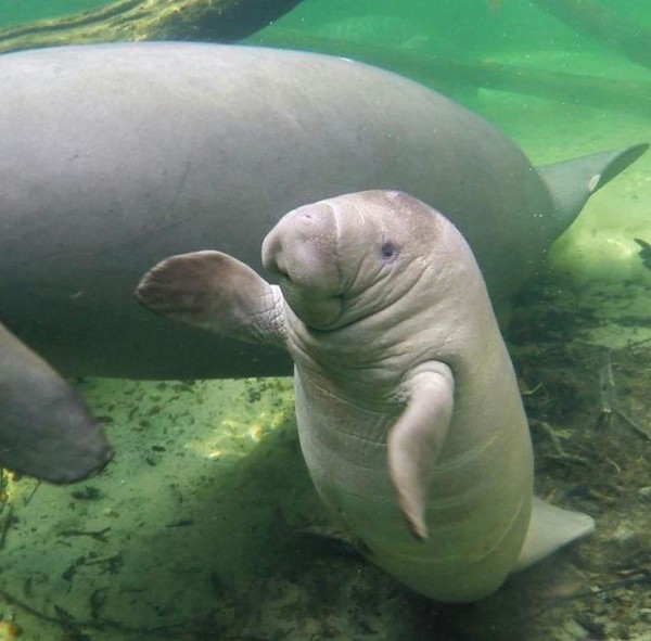 this manatee is about to dap someone up